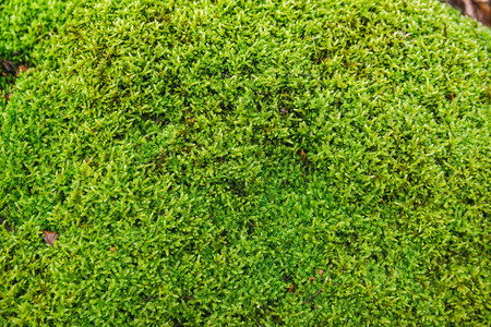 Light shining to Moss on the rockの写真素材
