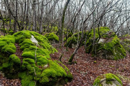 Stones covered with moss in forest in winterの写真素材