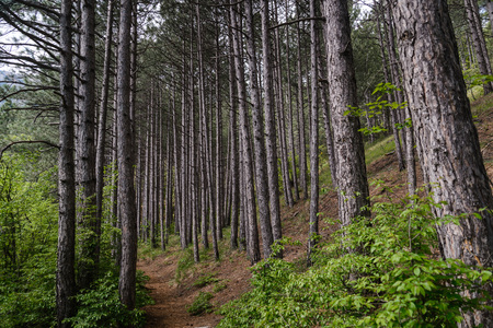 Landscape with a footpath through a pine forestの写真素材