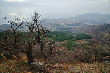 Dry tree on a hillside covered with pine trees and clear blue sky, overcast sunの写真素材