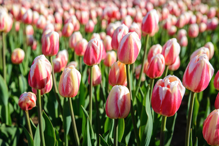 Flower tulips background. Beautiful view of pink tulips under sunlight landscape in springの写真素材