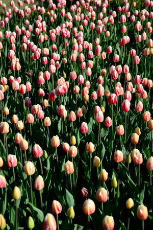 Floral background of tulips. A large number of pink tulips in the park under the morning sunlight in the spring.の写真素材
