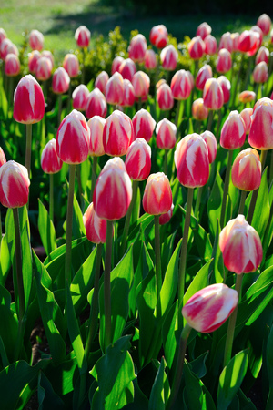 Floral background of tulips. A large number of pink tulips in the park under the morning sunlight in the spring.の写真素材