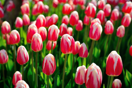 Floral background of tulips. Piink tulips in the park under the morning sunlight in the spring.の写真素材