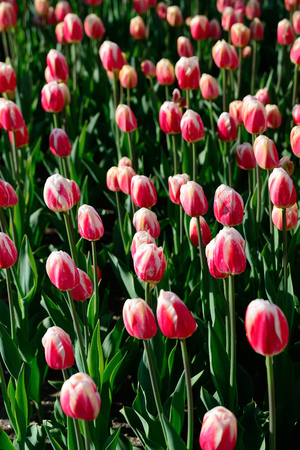 Floral background of tulips. A large number of pink tulips in the park under the morning sunlight in the spring.の写真素材