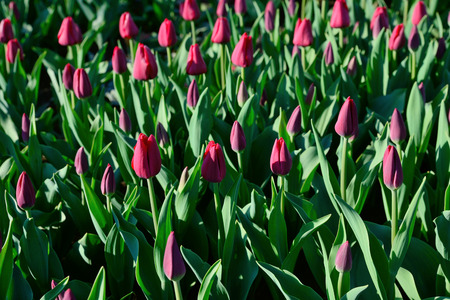 Floral background of tulips. A large number of red tulips in the park under the morning sunlight in the spring closed buds.の写真素材