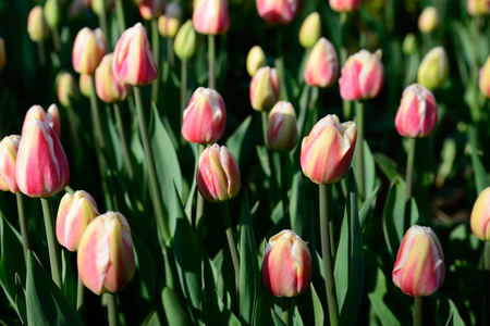 Floral background of tulips. A large number of pink tulips in the park under the morning sunlight in the spring.の写真素材