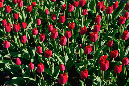 Floral background of tulips. A large number of red tulips in the park under the morning sunlight in the spring. の写真素材