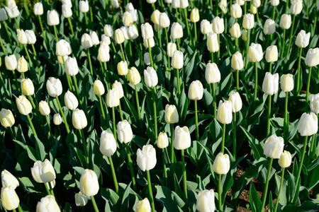 Floral background of tulips. A large number of white tulips in the park under the morning sunlight in the spring.の写真素材
