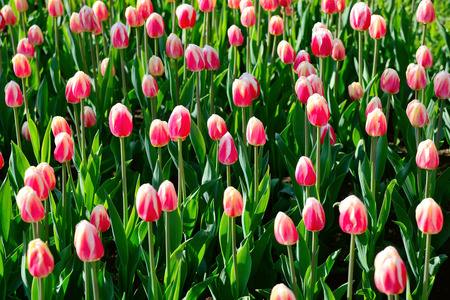 Floral background of tulips. A large number of pink tulips in the park under the morning sunlight in the spring.の写真素材