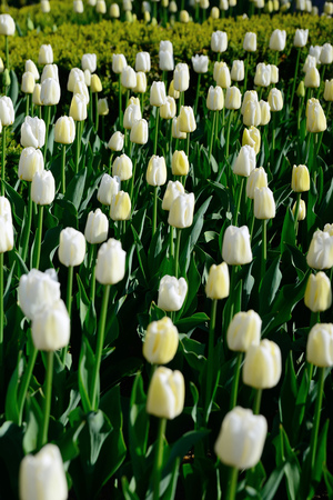 Floral background of tulips. A large number of white tulips in the park under the morning sunlight in the spring closed buds.の写真素材