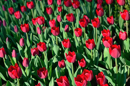 Floral background of tulips. A large number of red tulips in the park under the morning sunlight in the spring.の写真素材