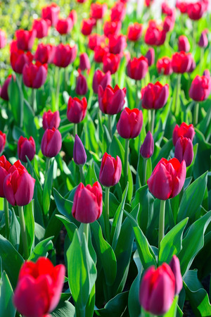 Background of tulips. A large number of red tulips in the park under the morning sunlight in the spring. Backlight.の写真素材