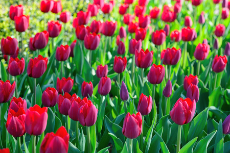 Background of tulips. A large number of red tulips in the park under the morning sunlight in the spring. Backlight.の写真素材