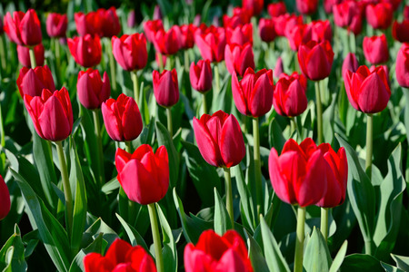 Floral background of tulips. A large number of red tulips in the park under the morning sunlight in the spring.の写真素材