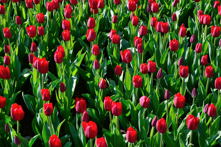 Floral background of tulips. A large number of red tulips in the park under the morning sunlight in the spring. Closed bus.の写真素材