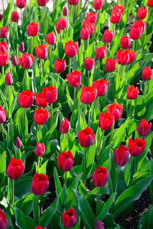 Background of tulips. A large number of red tulips in the park under the morning sunlight in the spring.の写真素材