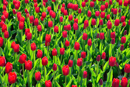 Vany red tulips in the park under the morning sunlight in the spring. Floral background of tulips.の写真素材