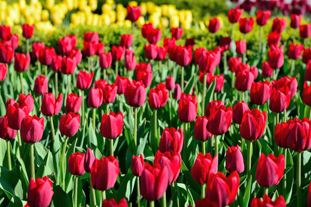 Flower tulips background. Beautiful view of red tulips under sunlight landscape in springの写真素材