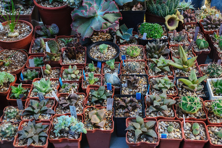 Background of miniature succulent plants in a planterの写真素材