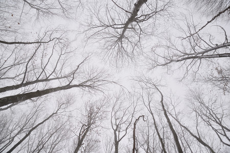 Naked tree branches in winter forest, view upwardsの写真素材