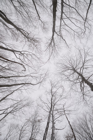Naked tree branches in winter forest, view upwards, verticalの写真素材