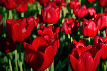 Floral background of tulips. A large number of red tulips in the parkの写真素材
