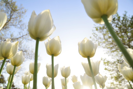 White tulips in the park under the rays of the evening sun. The lower point of shooting, the original angle.の写真素材