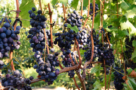 Juicy bunches of ripe blue grapes in a vineyardの写真素材