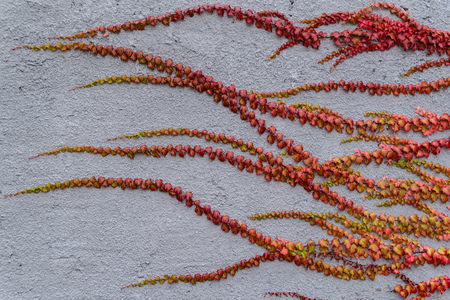 Bright red autumn leaves of wild grapes like hedge trimの写真素材
