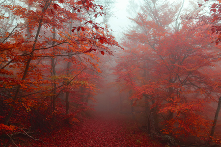 path in a beautiful autumn golden forestの写真素材