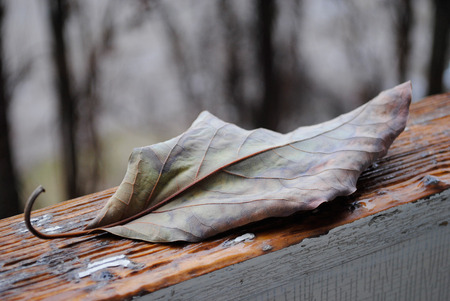 Dry autumn leaf on a wooden surface on a background of treesの写真素材