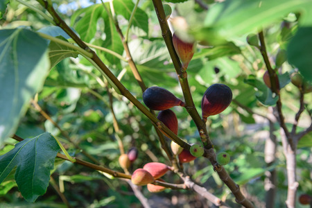 Branches of the fig with ripe fruitsの写真素材