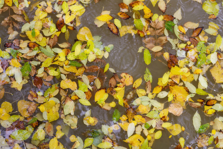 Abstract autumn background of yellow leaves on water with raindropsの写真素材