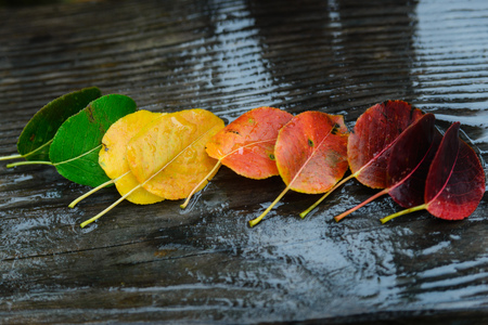 Colored autumn leaves from green to red on a wet wooden backgroundの写真素材