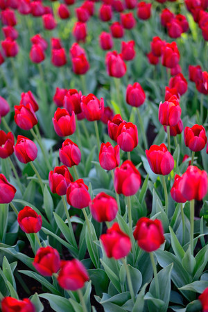 Red tulips in the park on a bright sunny dayの写真素材