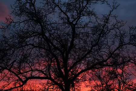 Sprawling tree against the background of a red-blue skyの写真素材