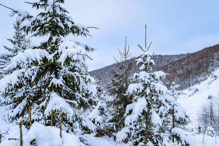 Beautiful pine trees covered with snow in the frosty forest in winter at sunsetの写真素材
