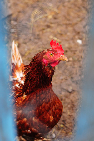 Red hen looks straight in your eyes, close-up, householdの写真素材