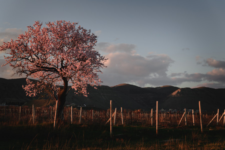 Blooming tree in spring,  mountain landscape at sunsetの写真素材