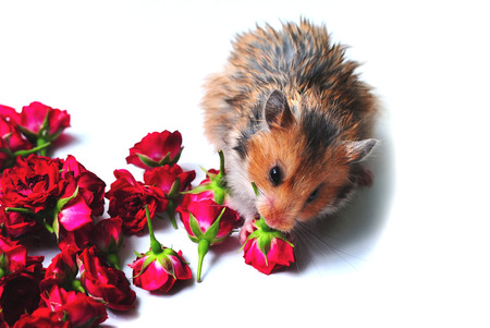 Little cute Syrian hamster eating flowers roses on a white backgroundの写真素材
