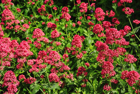 Thickets of flowers Red Valerian (Centranthus ruber) in the garden in the afternoonの写真素材