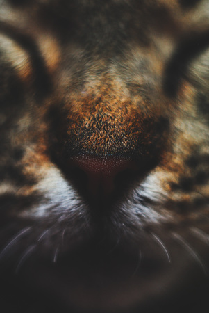 Muzzle of a lazy domestic cat with eyes closed close upの写真素材