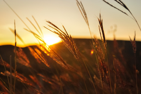 The soft rays of the setting sun through the thickets of dry grass in the mountainsの写真素材