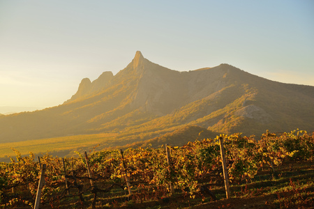 Vineyard in autumn in a sunny mountain valley in the rays of the setting sunの写真素材