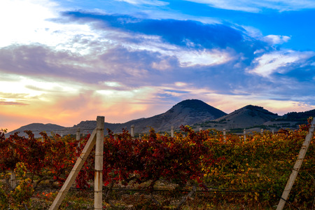 Rows of vines in a vineyard with yellow-red leaves in autumn in the rays of the setting sunの写真素材