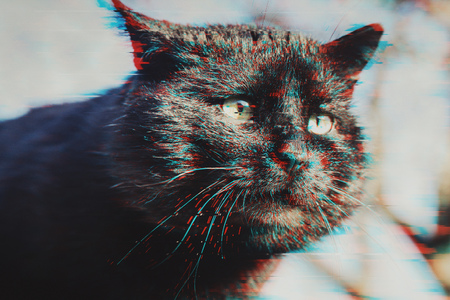 Muzzle dissatisfied black cat in glitch effectの写真素材