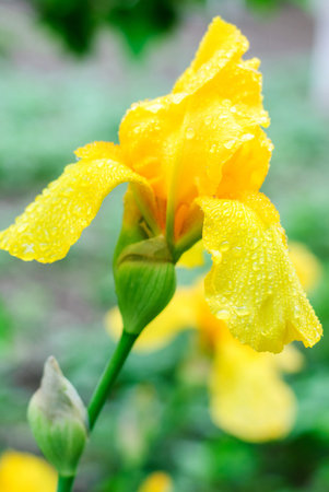 Bright beautiful flowers irises in the garden closeup
