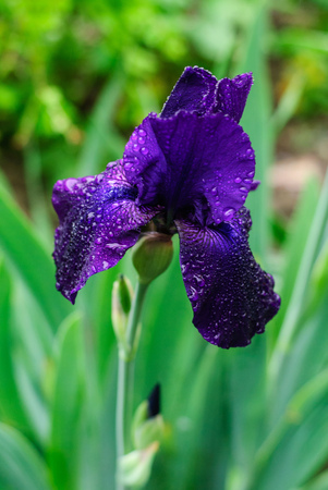 Bright beautiful flowers irises in the garden closeupの写真素材