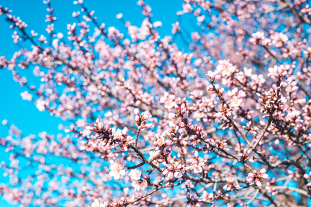 Blooming almonds on a sunny spring day against the blue sky, beautiful backgroundの写真素材